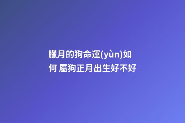 臘月的狗命運(yùn)如何 屬狗正月出生好不好